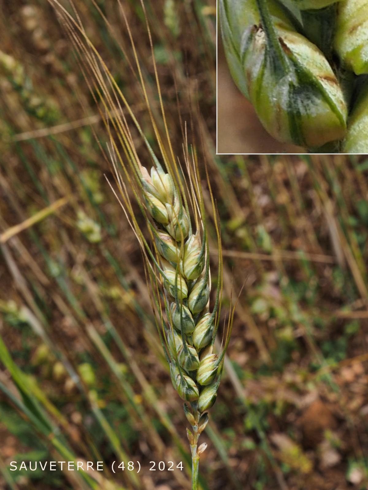 Wheat, Durum flower